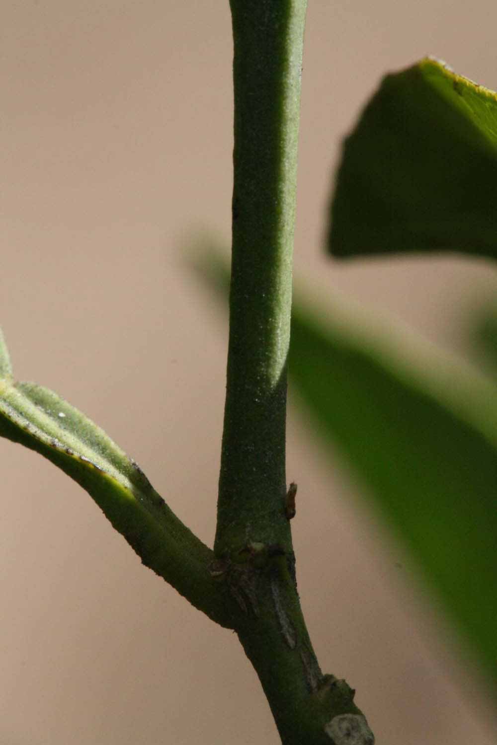              First year twig (Riverside, CA)       